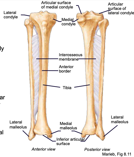 <p>shinbone; the triangular diaphysis of the tibia (sharp anterior border)</p>