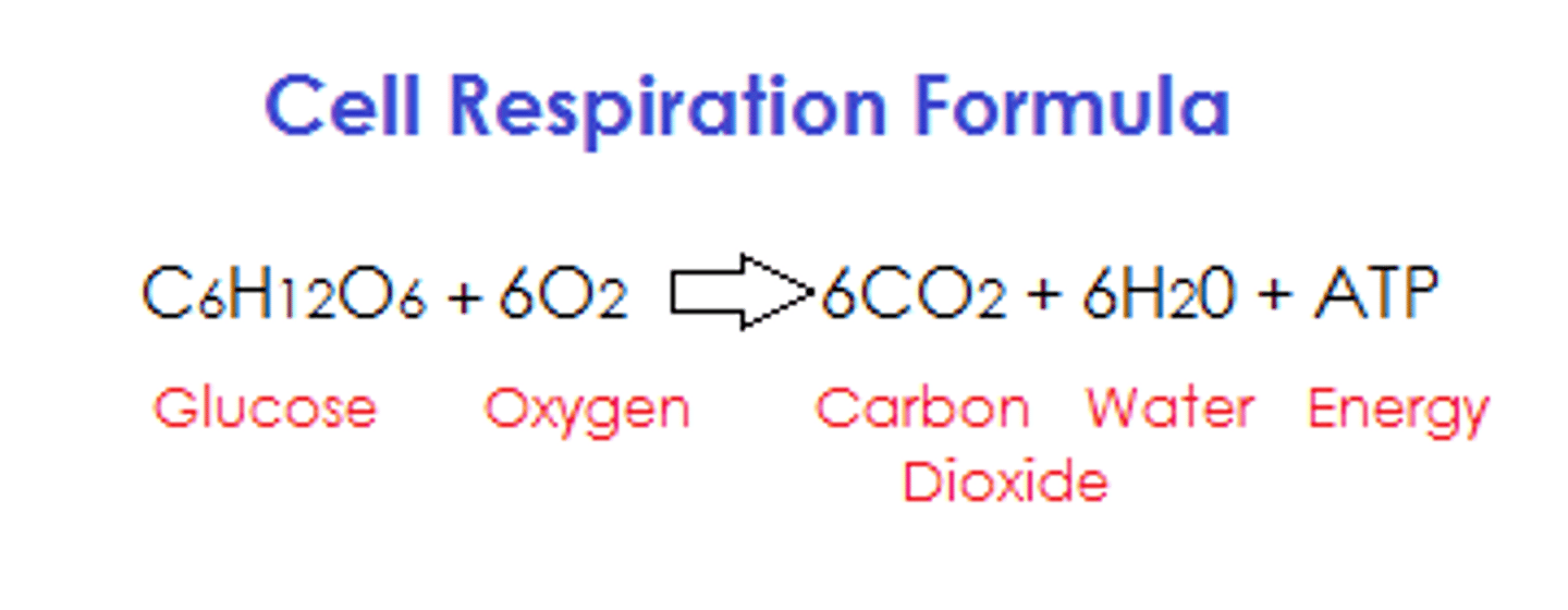 <p>Glucose</p>