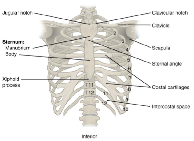 <ul><li><p>12 pairs of ribs that articulate with a thoracic vertebrae</p></li><li><p>vertebrosternal/true ribs- most superior 7 pairs have direct hyaline cartilage connection to sternum</p></li><li><p>vertebrochondrial ribs- 3 pairs of ribs that have common cartilage connection to cartilage of the 7th true rib. FALSE RIBS</p></li><li><p>vertebral/floating- most inferior 2 pairs of ribs have no anterior articulation. FALSE RIBS</p></li><li><p>manubrium- superior to sternum</p></li><li><p>body/gladiolus- middle part of sternum</p></li><li><p>xiphoid process- inferior part of the sternum</p></li></ul><p></p>