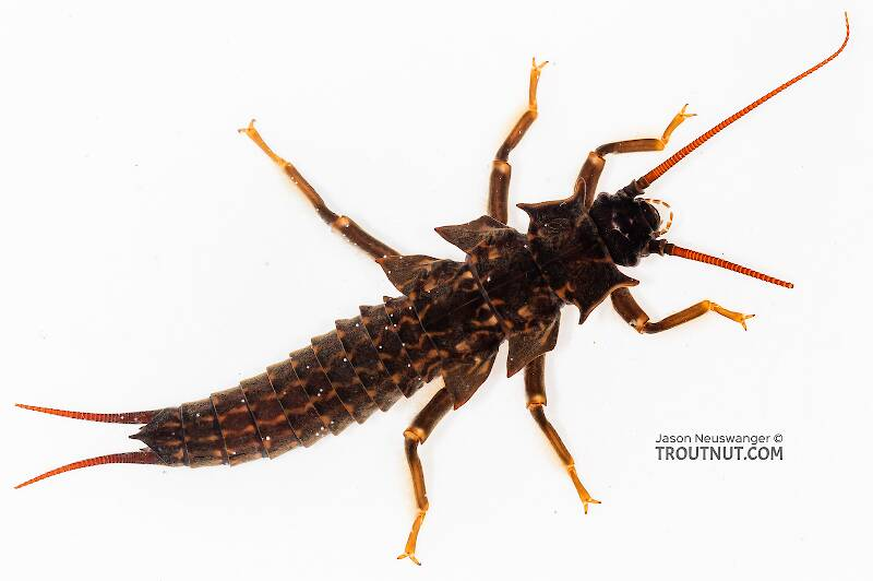 <p>Highly branched gills on cervix, thorax, and abdomen</p><p>Very large</p><p>Large pronotum that projects at corners</p>