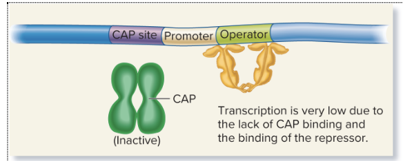 <ul><li><p><strong>No transcription</strong>: Glucose lowers cAMP, so CAP doesn't bind, and the repressor binds the operator, preventing transcription (of lacZ, lacY, and lacA for lactose metabolization)</p></li></ul><p></p>