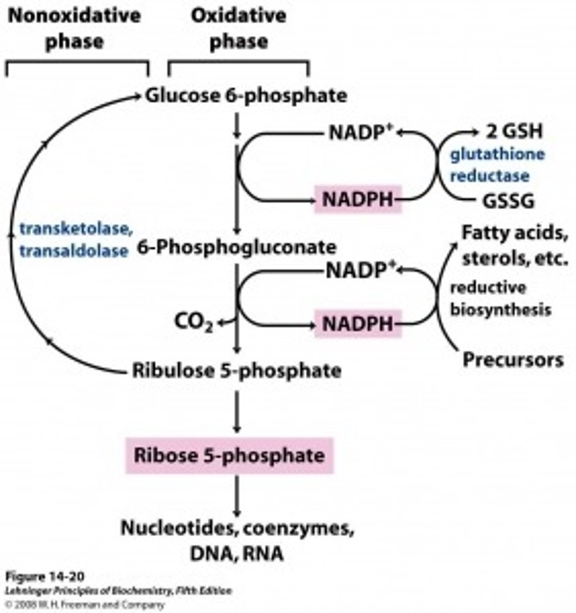 <p>(A) Ribose-5-phosphate and NADPH</p><p>Struggling to memorize the metabolic pathways (such as glycolysis and beta-oxidation)? Learn them like the back of your hand using Andrew's Metabolic Pathways Mastery Course @ https://mcatselfprep.com/course/andrews-metabolic-pathways-mastery-course/</p>