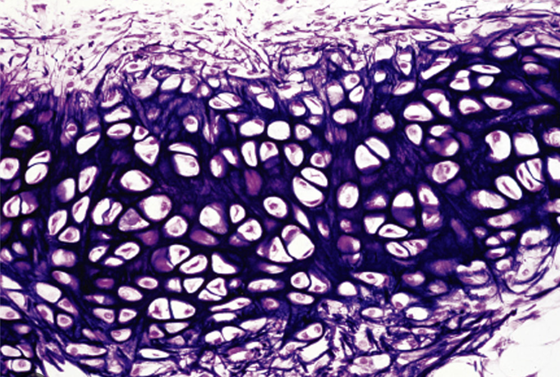 <ol><li><p>What tissue is this?</p></li><li><p>Where can it be found?</p></li><li><p>What is its function?</p></li></ol><p></p>
