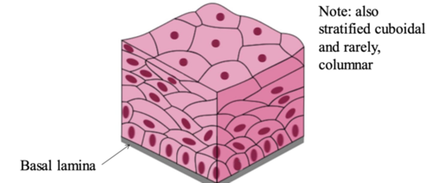 <p>many layers of flat cells</p>