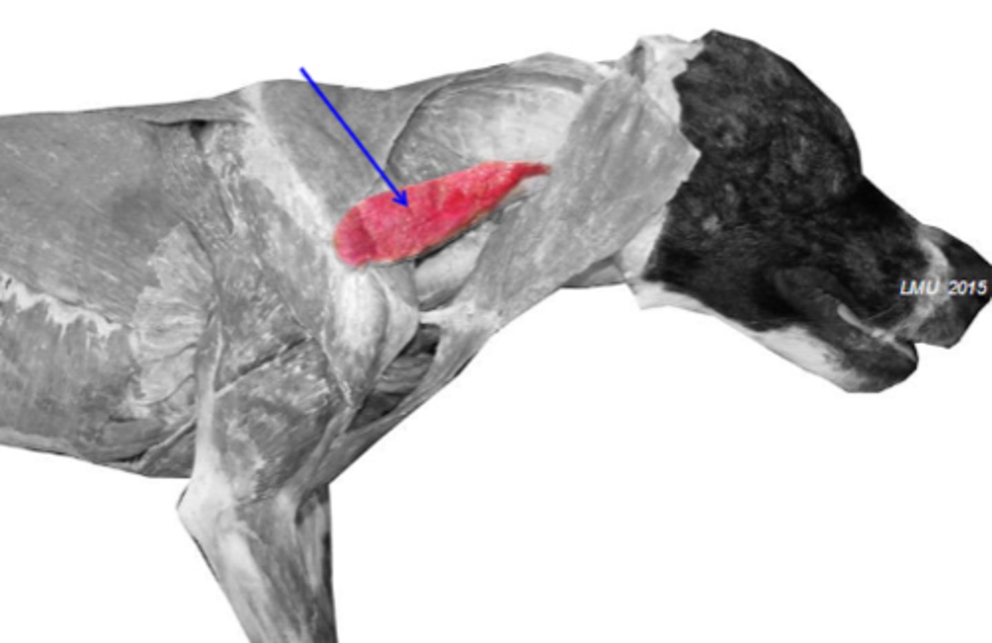 <p>What muscle is shown?</p>