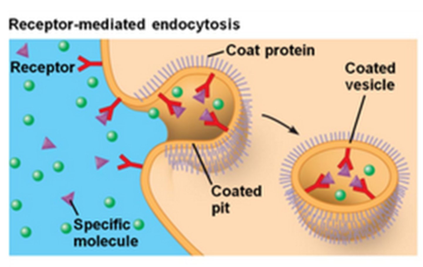 <p>Receptor mediated transport</p><p>For large molecules such as insulin, they bind to the receptor and the whole structure is internalised in the cell. Then the large molecule is released.</p>