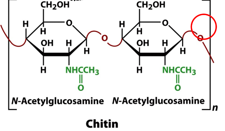 <ul><li><p>Polysaccharide- Homopolysaccharide&nbsp;</p></li><li><p>Principal structural component of the exoskeletons of insects, crustaceans, &amp; spiders, &amp; in the cell walls of most fungi and algae</p></li><li><p>Homopolymer of N-acetylglucosamine&nbsp;</p></li><li><p>N-acetylglucosamine molecules are in the B-anomeric form&nbsp;</p></li><li><p>Linkage B (1 → 4)</p><ul><li><p>very interesting monomeric structure b/c in its monomer sugar residues you have amide</p></li><li><p>if cellulose is transparent, chitin will have dark appearance&nbsp;</p></li></ul></li></ul><p></p>