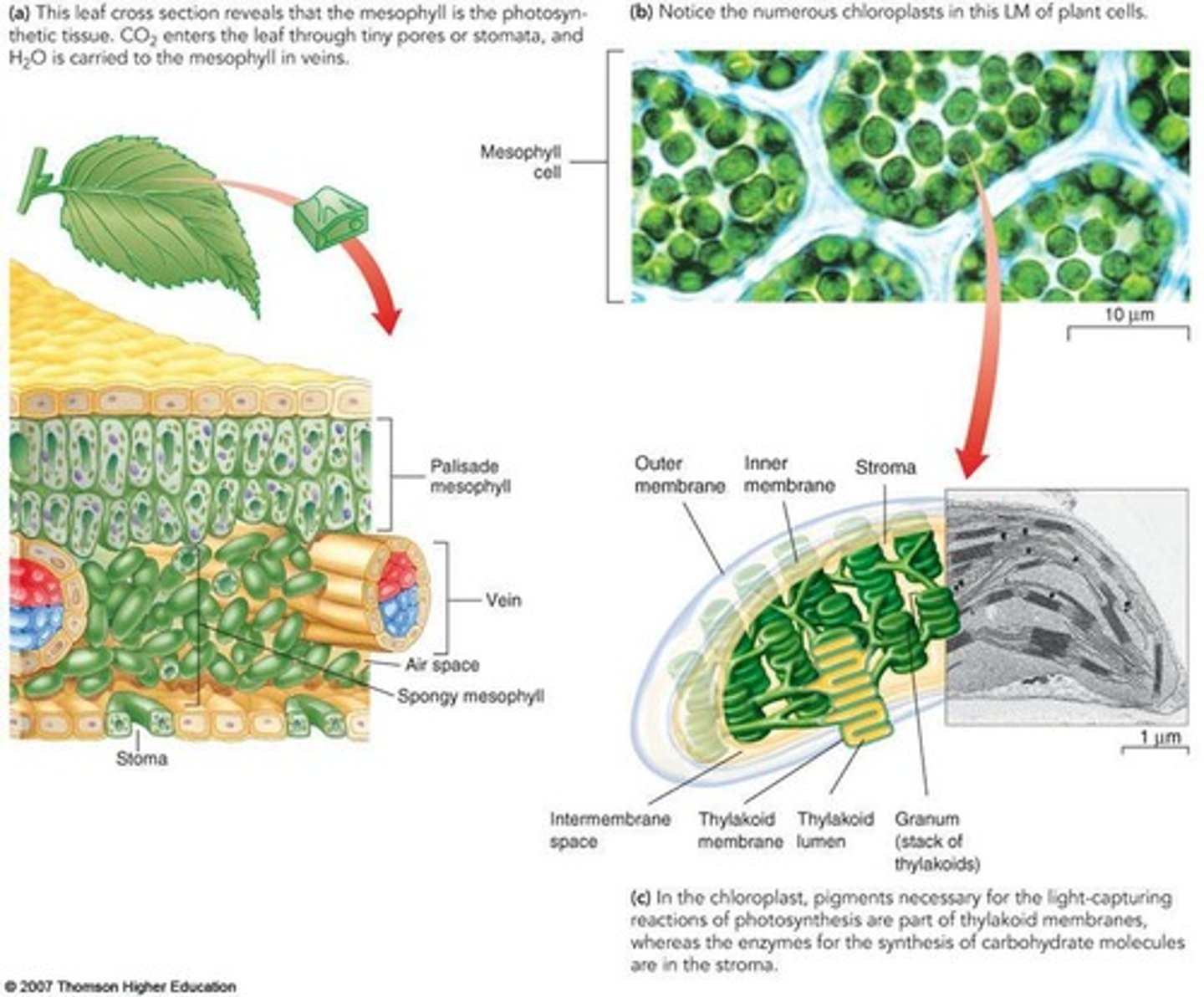 <p>In chloroplasts, specifically in the mesophyll cells of leaves.</p>
