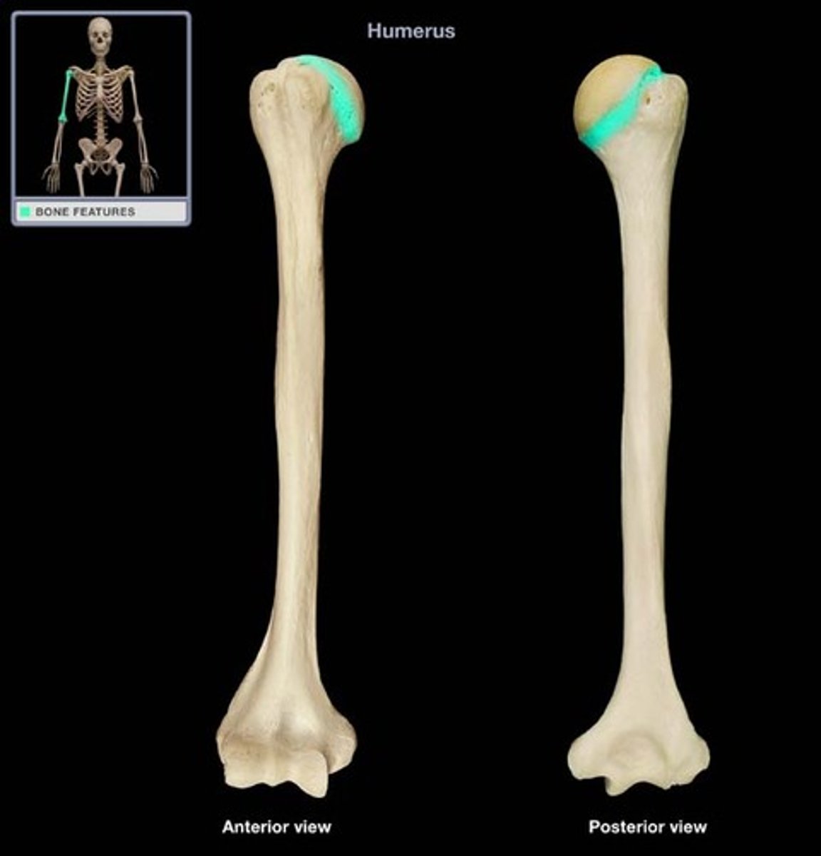 <p>tapering of the humerus immediately inferior to the head</p>