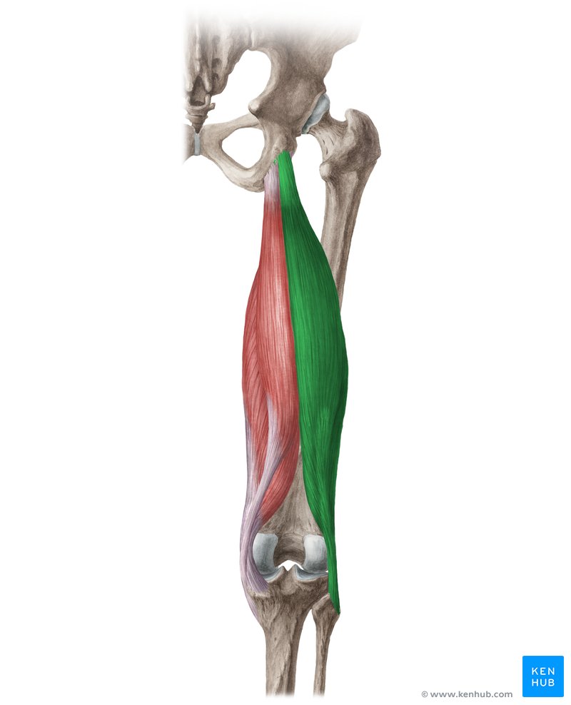 <p>Origin: Ischial tuberosity (long head); lower 1/2 linea aspera, lateral condylar ridge (short head) Insertion: Lateral condyle (tibia); head (fibula) Actions: Flex knee</p>