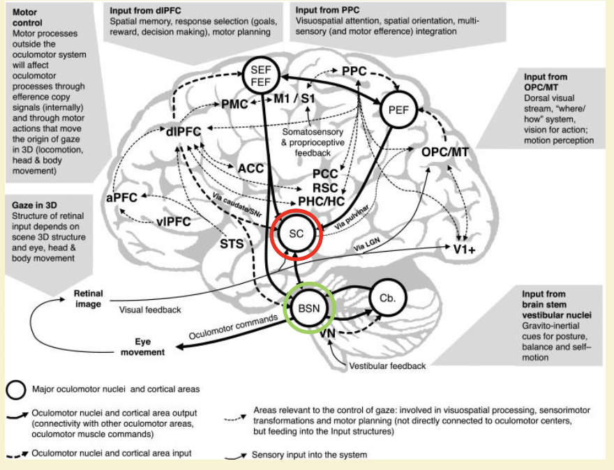 <p>lots of different parts involved- superior colliculus deep insdei of brainstem, input from high level areas feed inot superior colliculus which feed into brain stem generator</p>
