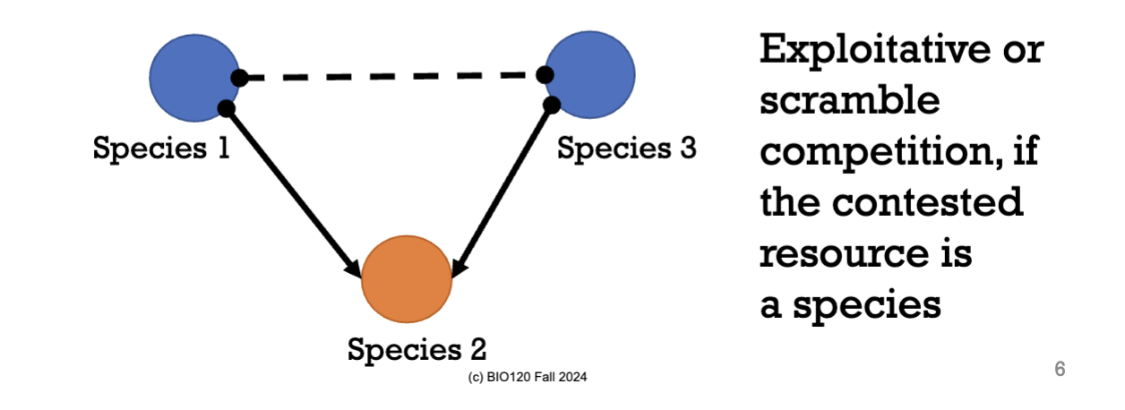 <p>Scramble/exploitative competition is an example <strong>ONLY IF</strong> the resource being competed for is another species (predation/herbivory).</p><p></p><ul><li><p>In the picture, species 1 has a direct effect on species 2 since its eating it (via predation)</p></li><li><p>species 3 also has a direct effect on species 2 because its eating it (via predation)</p></li><li><p>however, species 1 and 3 have an indirect negative effect on each other because they’re competing for the same resource.</p></li><li><p>Hence, species 1 affects the influence of species 3 on species 2 (and vice versa) because if species 3 is not available, species 2 has a positive indirect effect on its population because it’s able to survive. Also, if species 1 is not available then species 2 also has a positive indirect effect on its population. </p></li></ul><p></p>