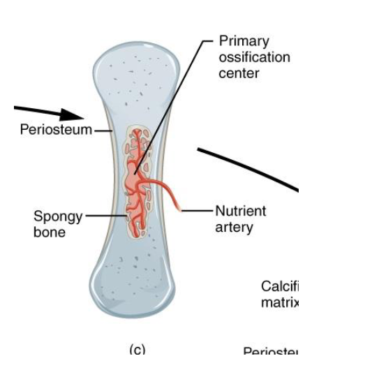 <p>Nutrient Artery in Diaphysis</p><ul><li><p>Brings in osteoprogenitors and osteoblasts</p></li></ul><p>Primary Ossification Center</p><p>Osteoblasts Secrete Osteoid</p><ul><li><p>Form Spongy bone</p></li></ul><p>Periosteum Thickens</p><ul><li><p>Periosteal Bone Collar</p></li></ul><p></p>