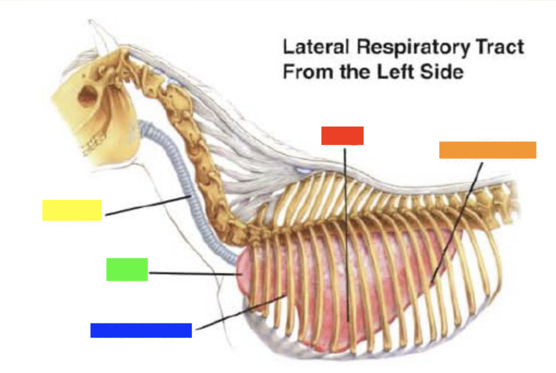 Which color is pointing to the **basal border**?