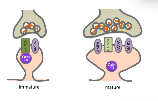 <ul><li><p>CaMKII bindt GluN2B c-tail!!</p></li><li><p>LTP » beter in immature</p></li><li><p>logisch ; als je oud bent wil je niet bestaande herinneringen overscheiden</p></li></ul><p></p>
