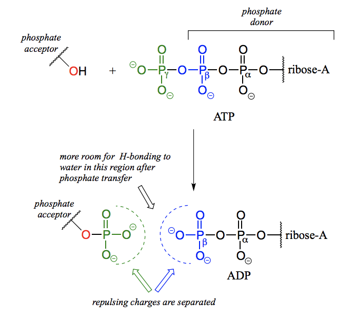 <p>Can do this by attack on either the gamma, beta, or alpha phosphate, resulting in different products. </p>