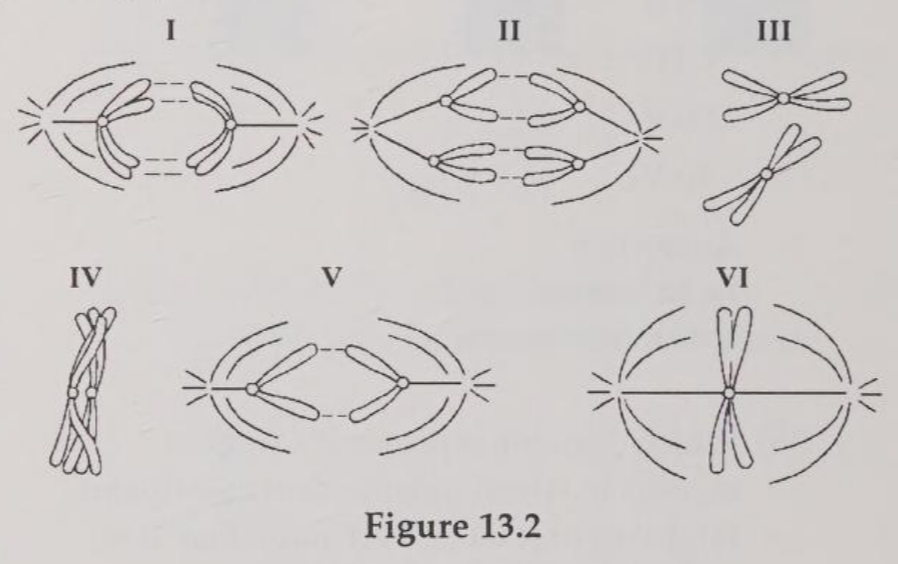 <p>Which drawing represents metaphase II of meiosis?</p><p>A) I</p><p>B) II</p><p>C) IV</p><p>D) V</p><p>E) VI</p>