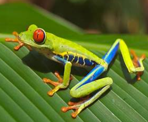 <p>Agalychnis callidryas</p>
