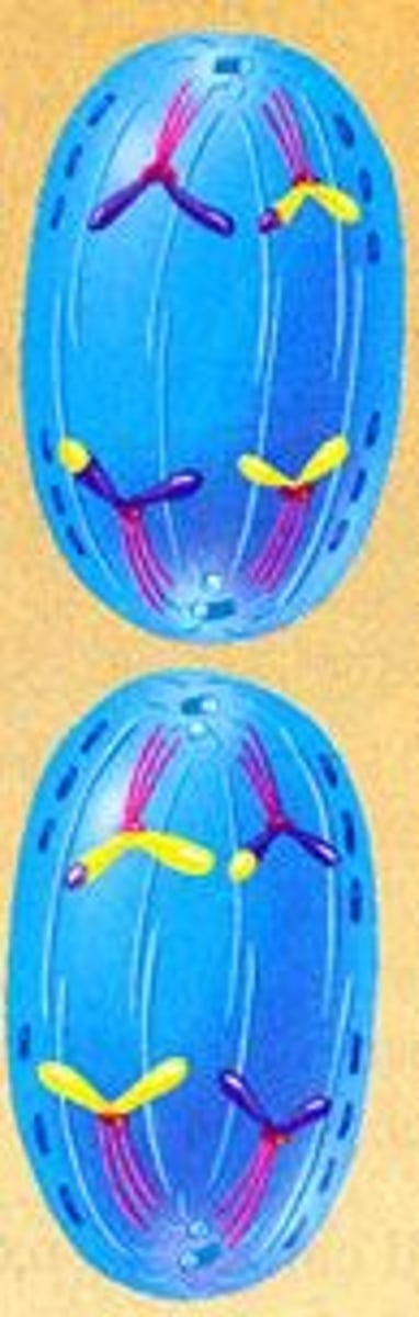 <p>Centromeres separate and the spindle fibers contract and pull sister chromatids apart to opposite ends of the cell.</p>