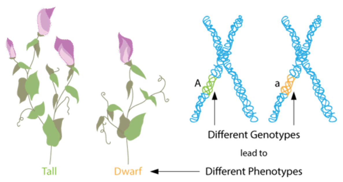 <p><span>The sum of an organism’s observable characteristics</span></p>