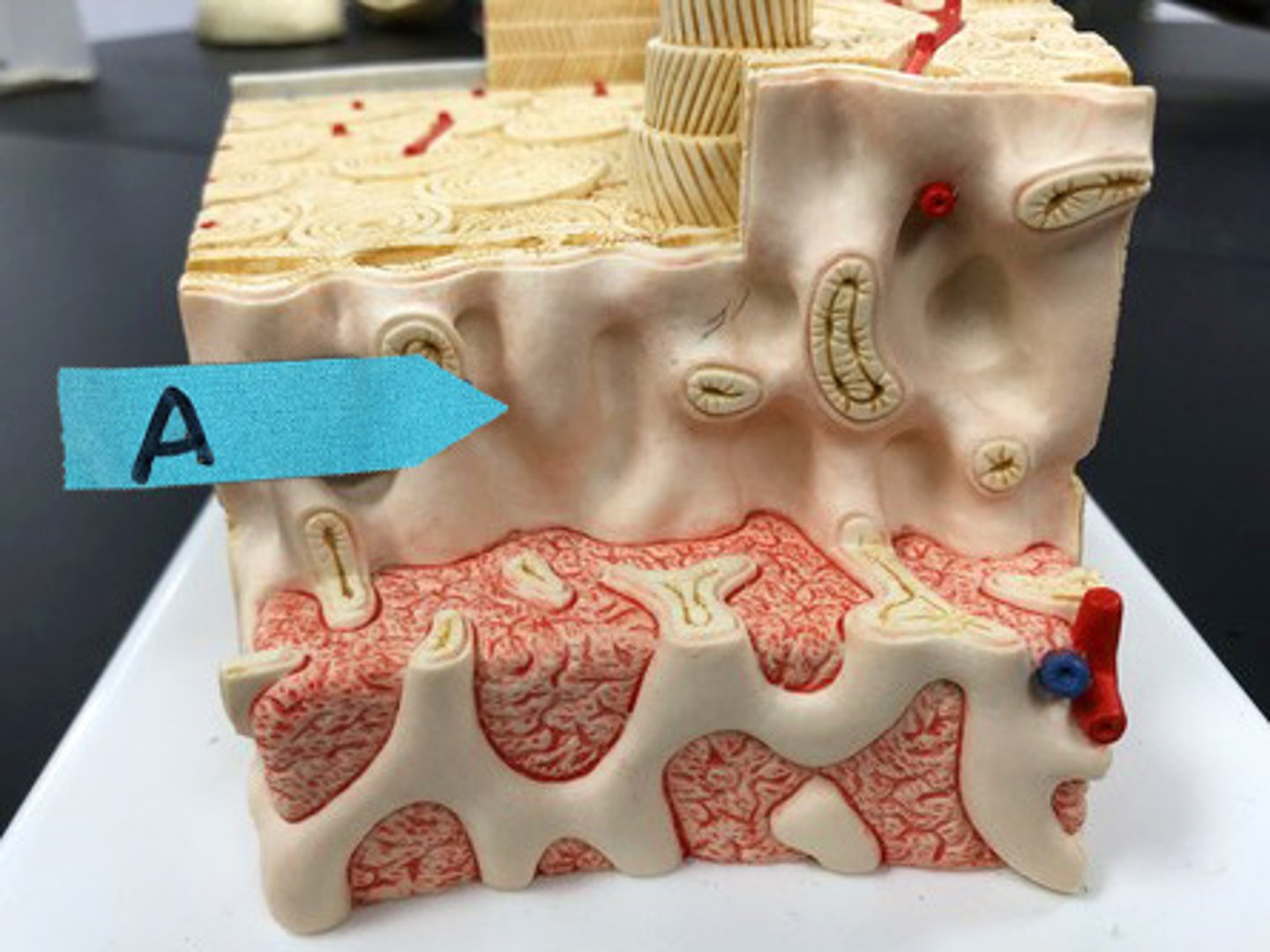 <p>Identify this layer (light pink)</p>