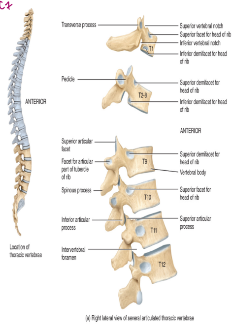 <ul><li><p>the thoracic region contains 12 vertebrae labelled T<sub>1</sub>-T<sub>12</sub></p><ul><li><p><mark data-color="blue" style="background-color: blue; color: inherit">these articulate posteriorly with the ribs</mark></p></li><li><p>the thoracic vertebrae increases in size from first to last</p></li><li><p>the distinguishing feature it the articular facet (made from cartilage)</p><ul><li><p>used for rib articulation</p></li><li><p>protects against erosion</p></li></ul></li></ul></li></ul><p></p>