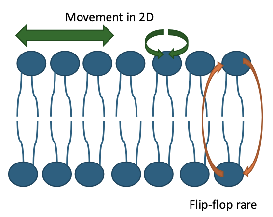 <p><strong>Remember:</strong> Phospholipids are mobile within the lipid bilayer: they turn on their axis, move laterally, and rarely flip across the membrane </p>