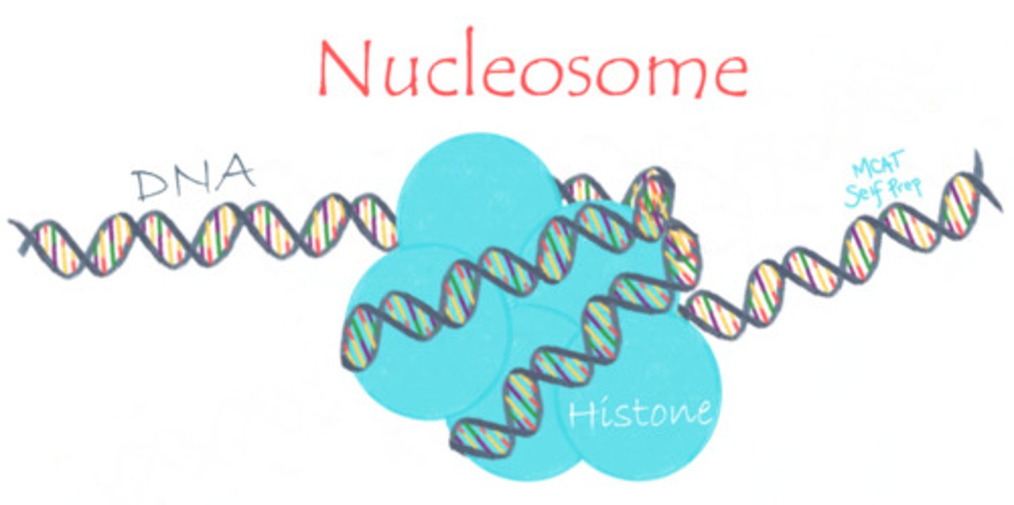 <p>DNA is wrapped around histones. This allows DNA to pack into the chromosome more tightly.</p>