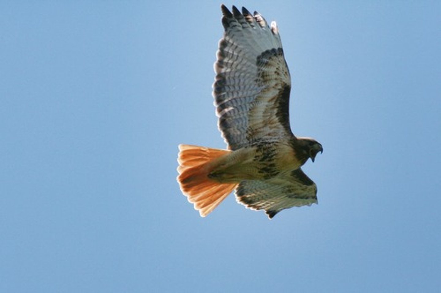 <p>el ave, el pájaro</p>