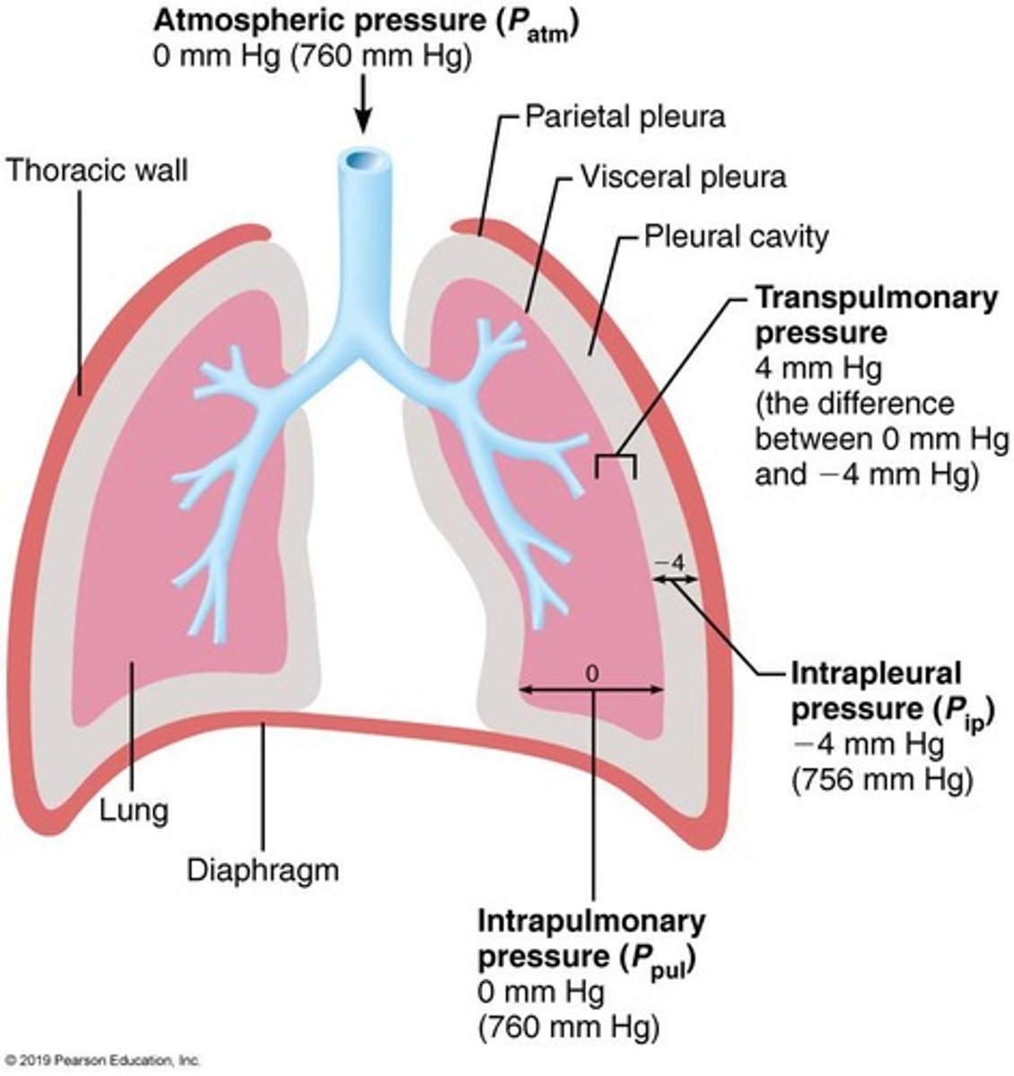 <p>describe intrapulmonary pressure</p>