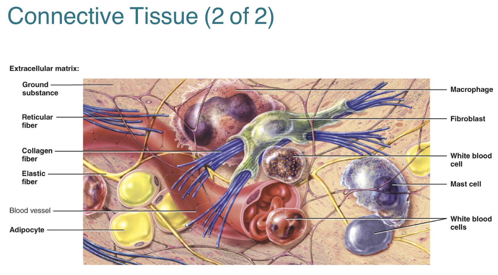 <p>What are the different types of connective tissue cells and their functions?</p>