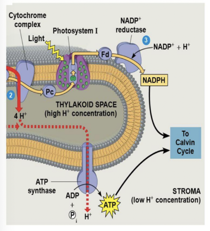 <ul><li><p>electron from PS 1 is transferred to ferredoxin</p></li><li><p>oxidation of ferredoxin transfers the electron to NADP+ and makes NADP</p></li><li><p>a second ferredoxin (or the same one twice) adds another electron along w protons from the stroma to make NADPH</p></li><li><p>all of this happens with an enzyme called NADP+ reductase</p></li></ul>
