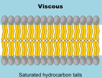 <ul><li><p>Saturated hydrocarbons - each carbon is bound to the maximum number of hydrogen atoms</p></li><li><p>Single bounds cause the membrane to form a semi solid gel due to linear arrangement</p></li><li><p>Have a straight shape - lipids are able to pack together more tightly</p></li></ul><p></p>