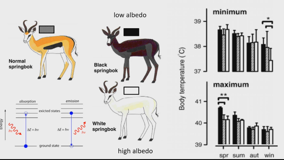 <ul><li><p>Normal (orange colour) is dominant in population</p></li><li><p>Black and white springbok don’t have as efficient thermoregulation and are less fit</p></li><li><p>In winter:</p><ul><li><p>White springboks have hard time keeping body temp up, and it is significantly lower than its temp in spring, summer and fall</p><ul><li><p>This is because colour white reflects colour off surface. White springbok is reflecting all the light → it can’t get any heat production → no electron excitation → no infrared radiation</p></li></ul></li></ul></li><li><p>In spring</p><ul><li><p>Black springbok have a higher max body temp, because black absorbs every colour of visible light → all colour are being absorbed → electron excitation → infrared production → heat</p></li><li><p>Black springboks do not have a higher max body temperature in summer because they can find shelter under trees. In spring lots of leaves aren’t out yet</p></li></ul></li><li><p>Black and white springboks are not common because black springboks get too hot in spring, white springboks can’t generate enough heat in winter</p></li><li><p>Only normal springbok has normal body temp in all seasons</p></li></ul><p></p>