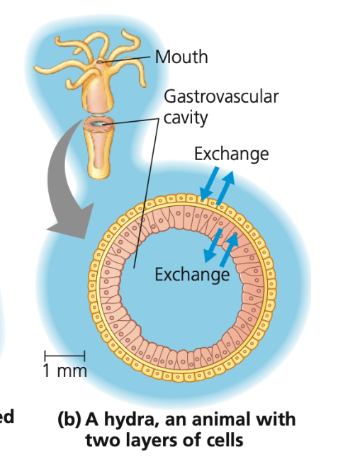Simple animals
○ ____ has a ___like body plan and a body only 2 cell layers thick
■ Its _________ cavity opens to the external environment, both outer and inner layers are constantly bathed in pond water

○ Parasitic tapeworm’s thin and flat shape places most cells in direct contact with its particular environment (________ fluid)