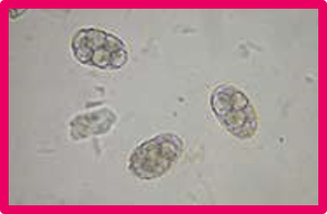 Ex.
Ancylostoma caninum
Ancylostoma tubaeforme
Ancylostoma braziliense
Uncinaria stenocephala
