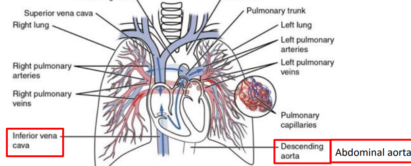 <p>left side of the body in the abdominal</p>