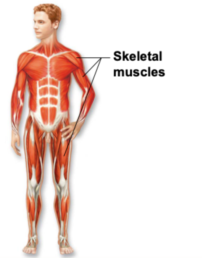 <p>system of protection and support composed primarily of bone and cartilage</p>