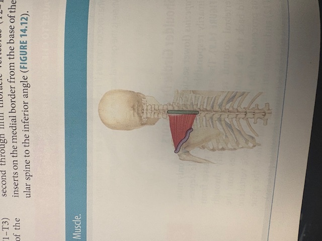 <p>Middle Trapezius </p>