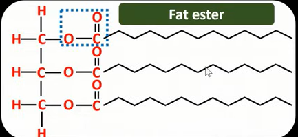 <ul><li><p>Fats (animal fat) have saturated hydrocarbon chains</p></li><li><p>That are straight and more uniform than oils </p></li><li><p>They can pack together closely </p></li><li><p>Higher Vander Waals forces </p></li><li><p>High Melting points and are solids at room temperature </p></li></ul><p></p>
