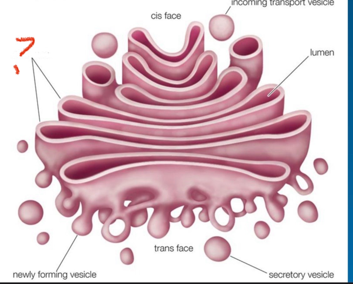 <p>What do you call the foldings of the Golgi apparatus?</p>