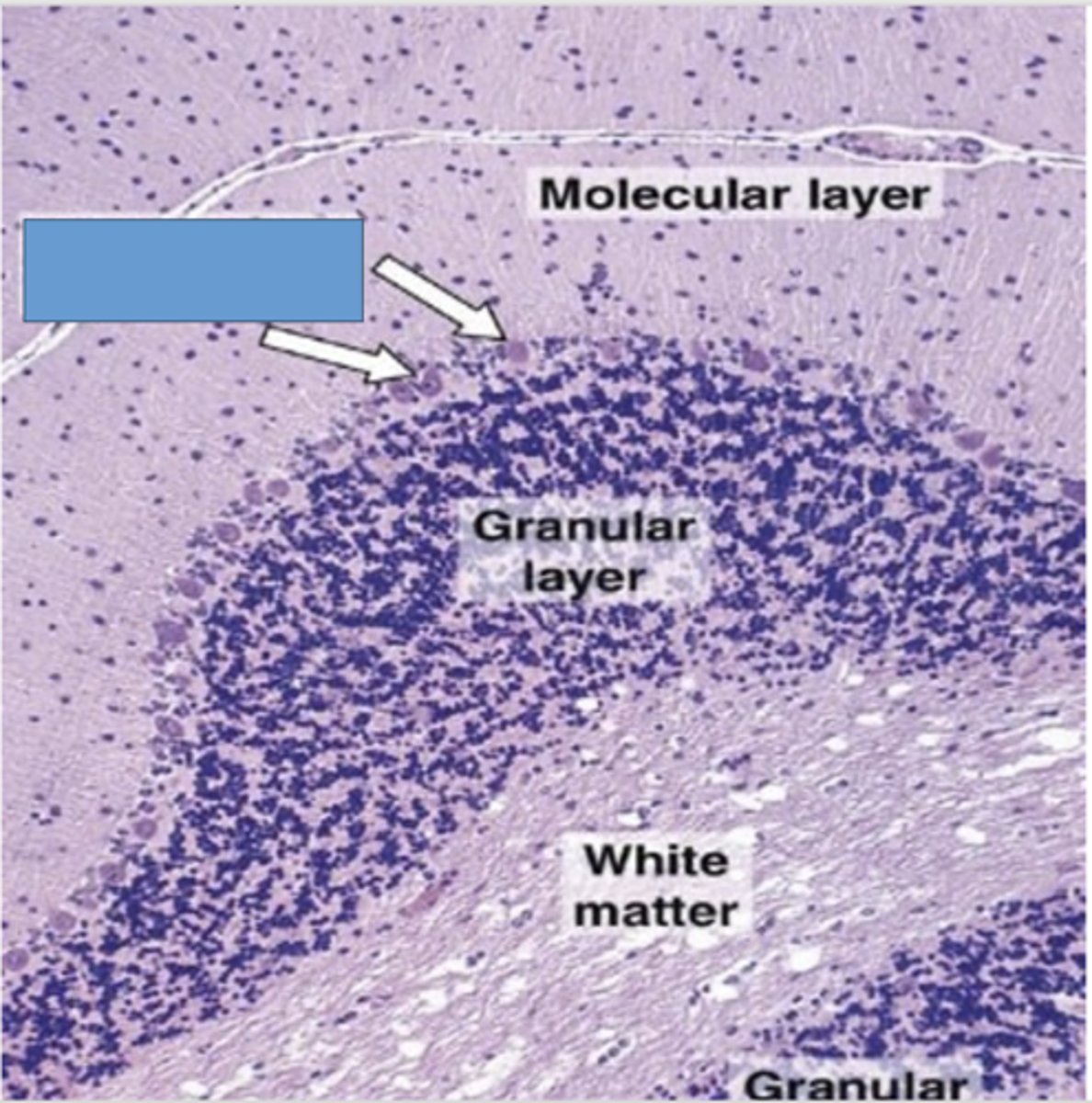 <p>Identify the layer of the cerebellum</p>