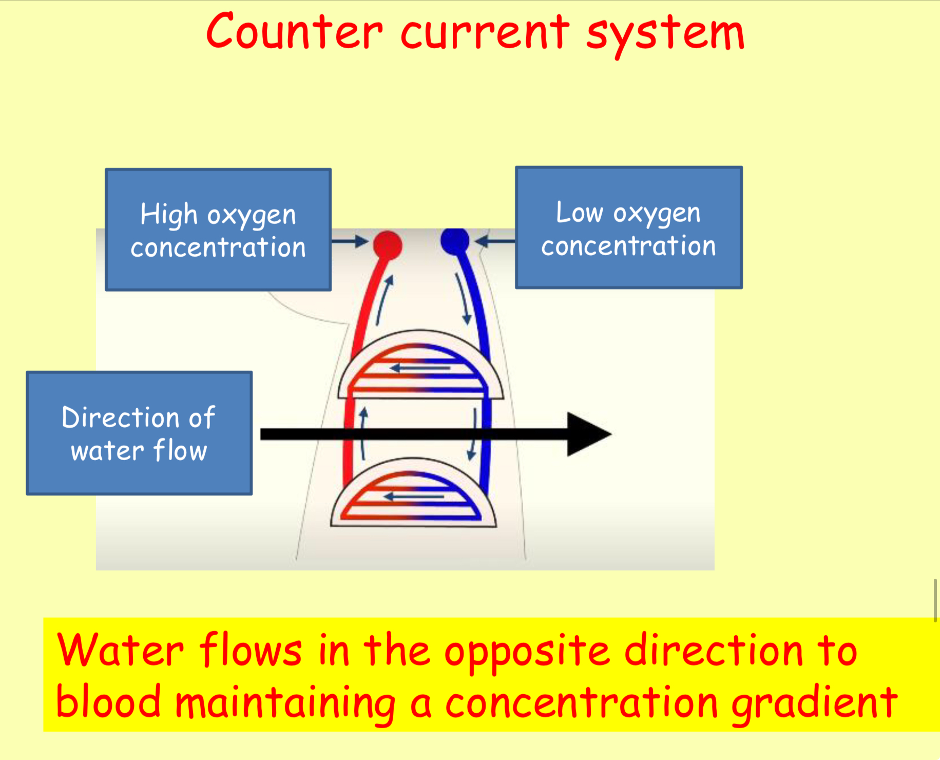 <ul><li><p>Water flows in the <span style="color: red;"><mark data-color="yellow" style="background-color: yellow; color: inherit;">opposite direction to blood</mark></span></p></li><li><p>Maintains a <span style="color: red;"><mark data-color="yellow" style="background-color: yellow; color: inherit;">diffusion gradient the full length of the capillary</mark></span></p></li><li><p><span style="color: red;"><mark data-color="yellow" style="background-color: yellow; color: inherit;">maximises oxygen uptake - 80% oxygen uptake </mark></span></p></li></ul><p></p>