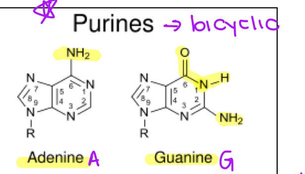 <ul><li><p>bicyclic bases</p></li><li><p>adenine</p></li><li><p>guanine</p></li></ul><p></p>