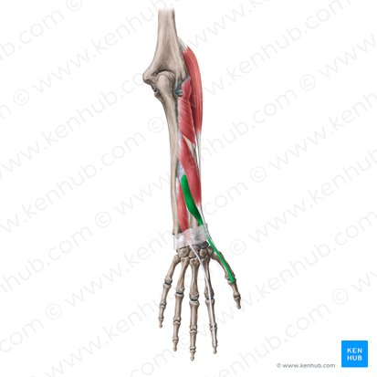 <ol><li><p>identify this muscle,</p></li></ol><p>2. its origin(s),</p><p>3. its insertion(s),</p><ol start="4"><li><p>action(s)</p></li></ol><p></p>