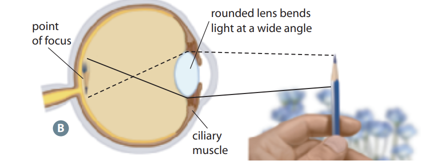 <p>The suspending ligaments loosen --&gt; lens thickens (more refraction)</p><ul><li><p>To achieve more focus</p></li></ul>