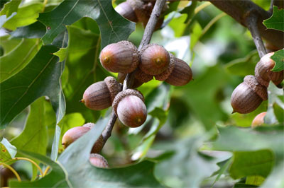 Family: Fagaceae

SN: Quercus texana