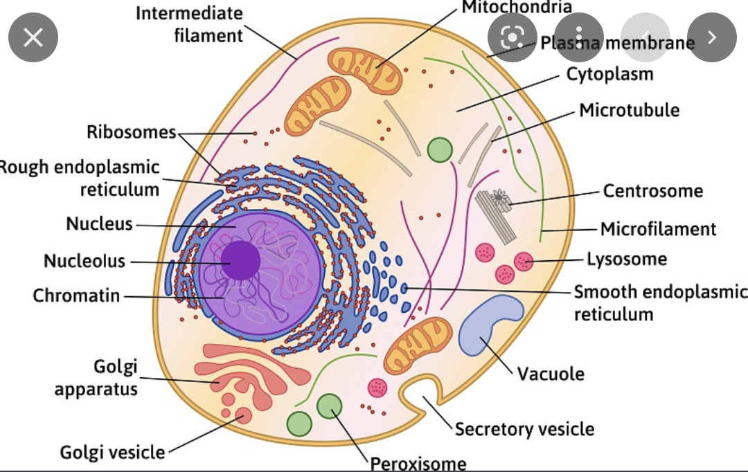 <p>defining feature include lack of cell wall, no central vacuole, more tubes</p>