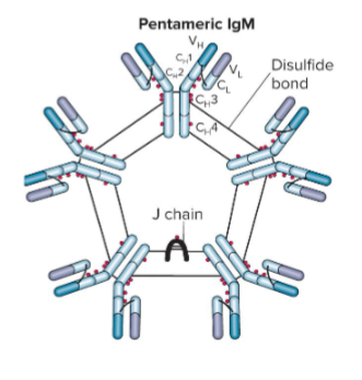 <p>IgM</p>