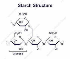 <p>storage polysaccharide, main carb source in plants, mixture of amylose and amylopectin compounds, compact - lots of energy stored and can easily be converted to glucose for energy</p>